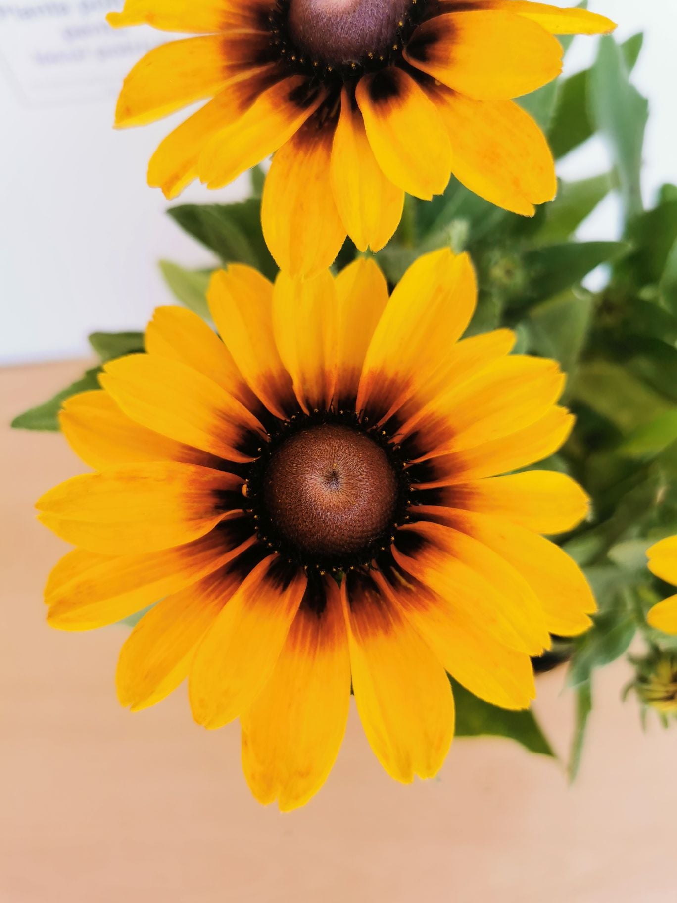 Ruji colorate - Rudbeckia hirta Autumn Colors