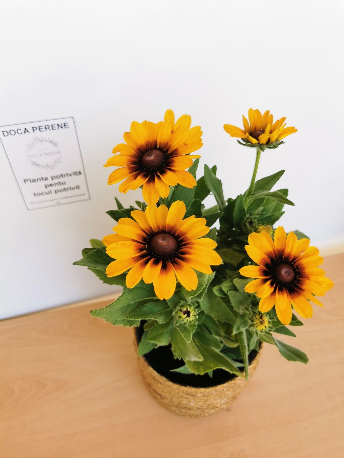 Ruji colorate - Rudbeckia hirta Autumn Colors