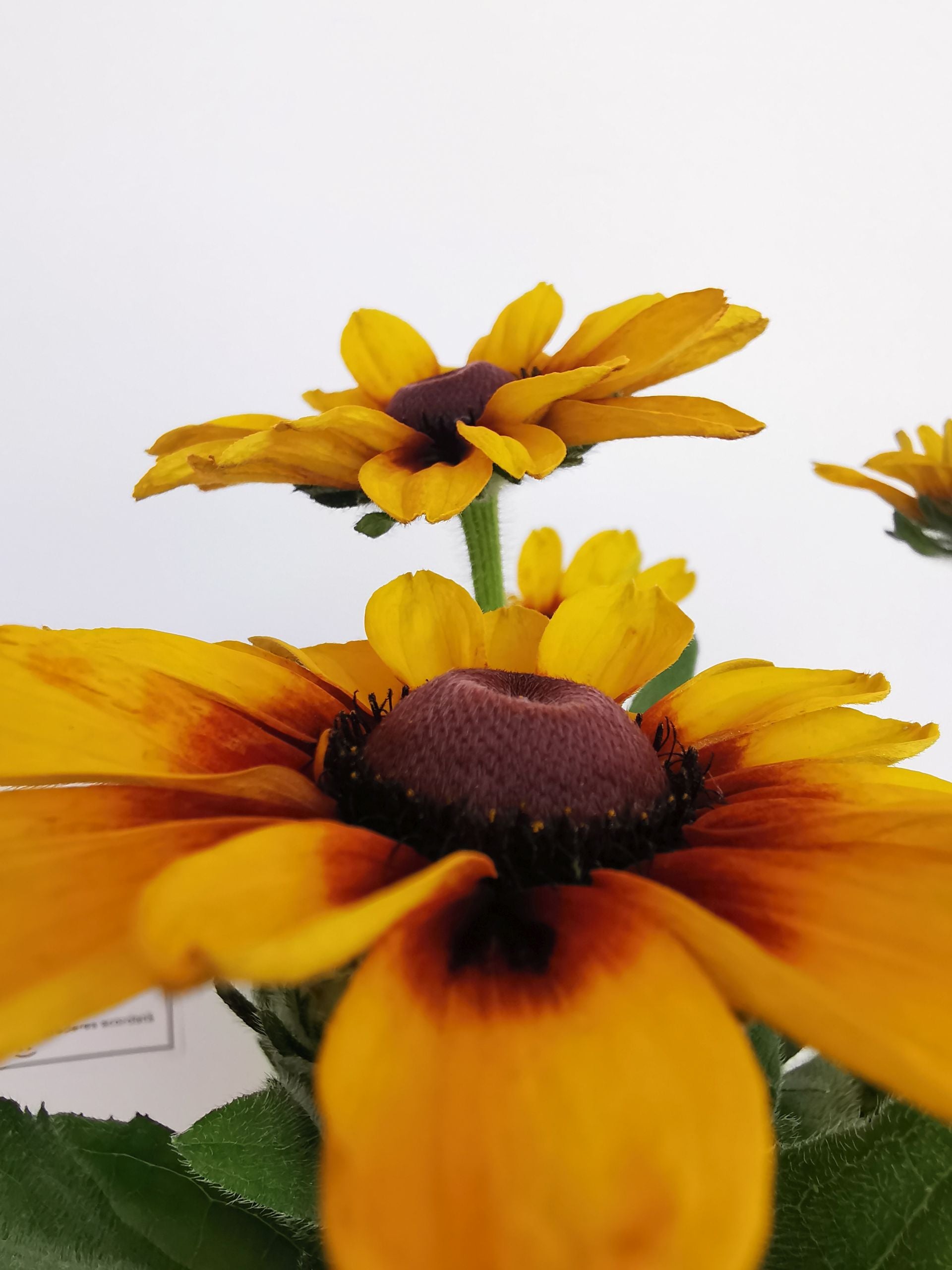 Ruji colorate - Rudbeckia hirta Autumn Colors