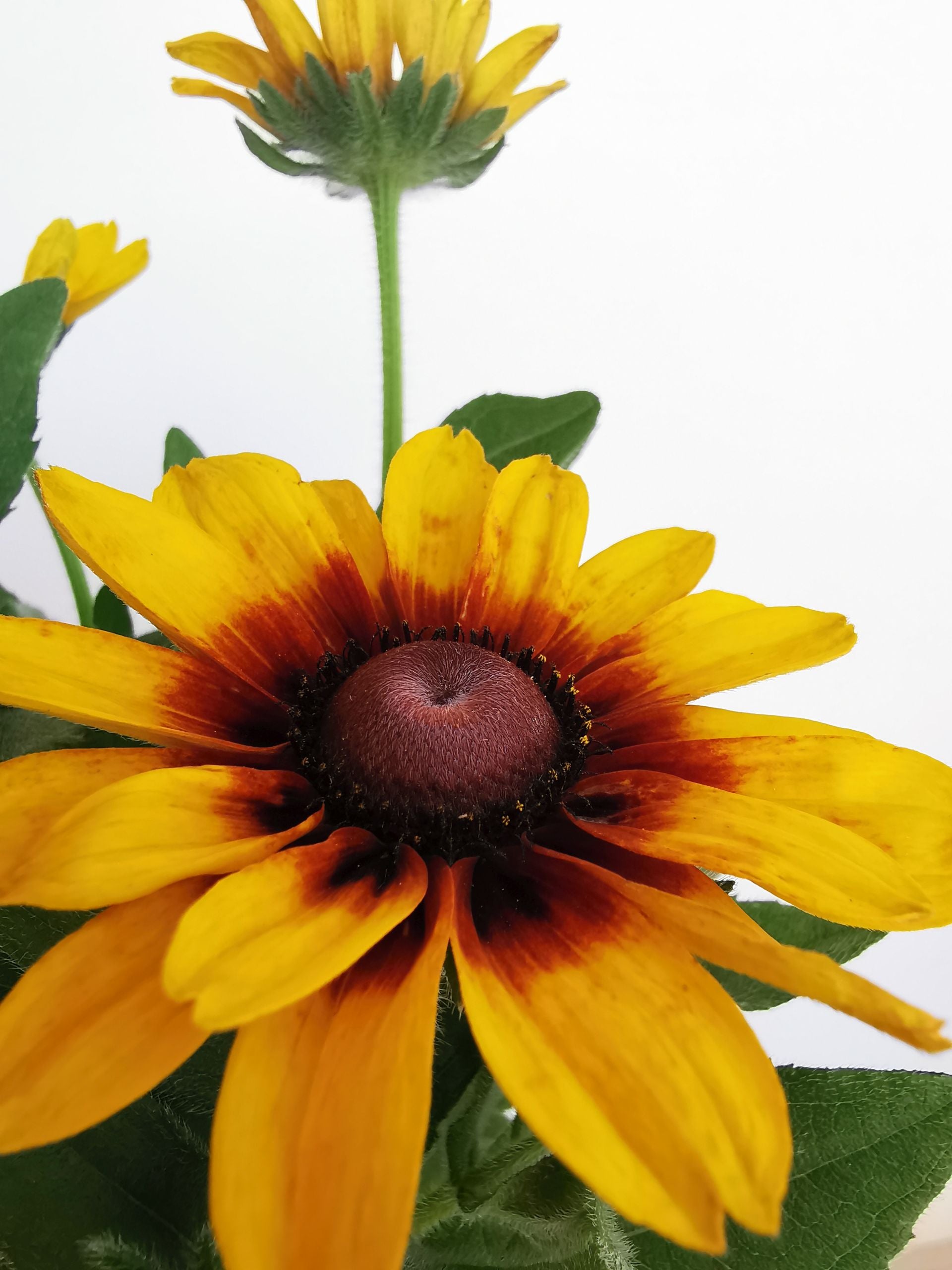 Ruji colorate - Rudbeckia hirta Autumn Colors