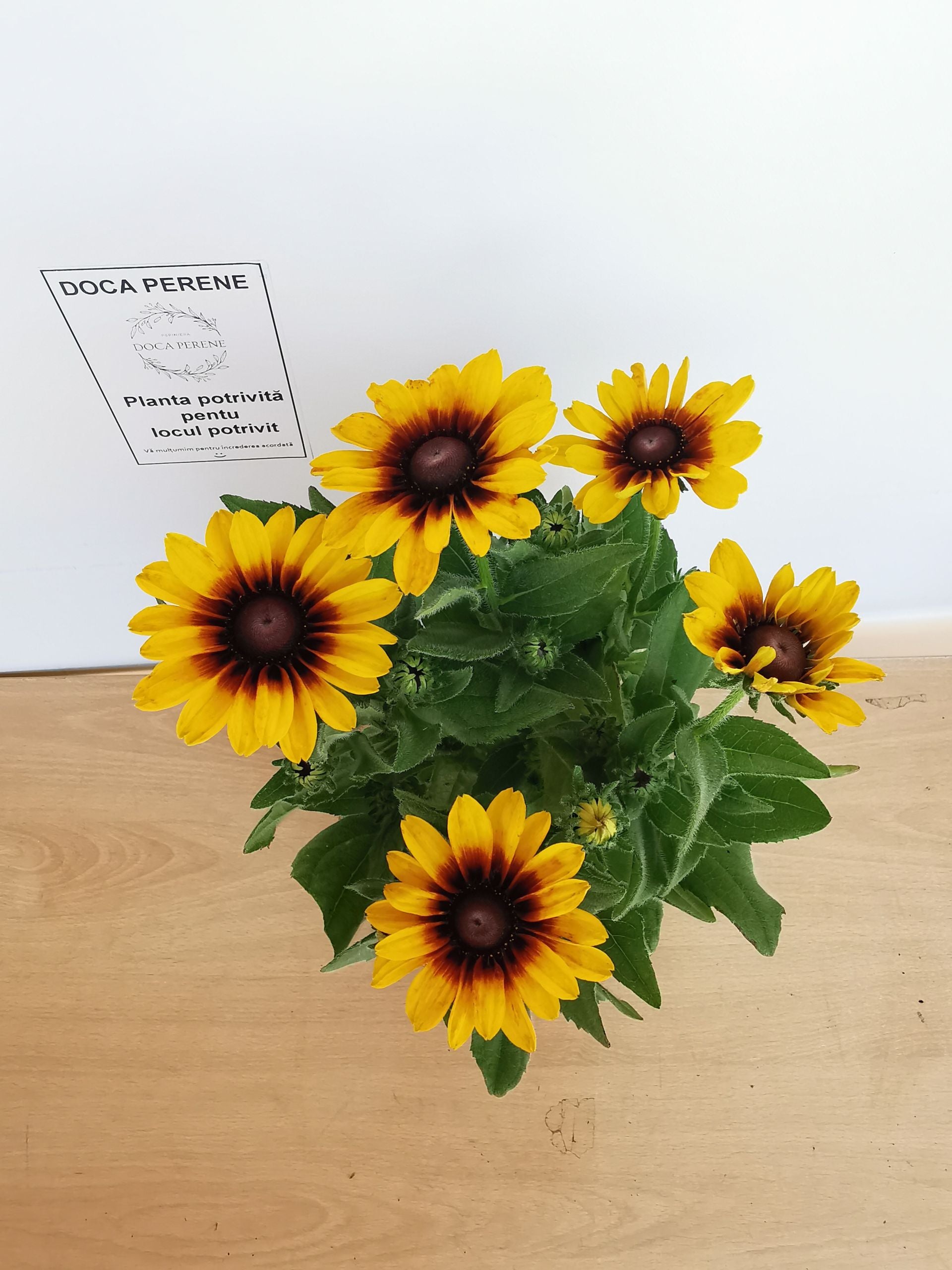 Ruji colorate - Rudbeckia hirta Autumn Colors