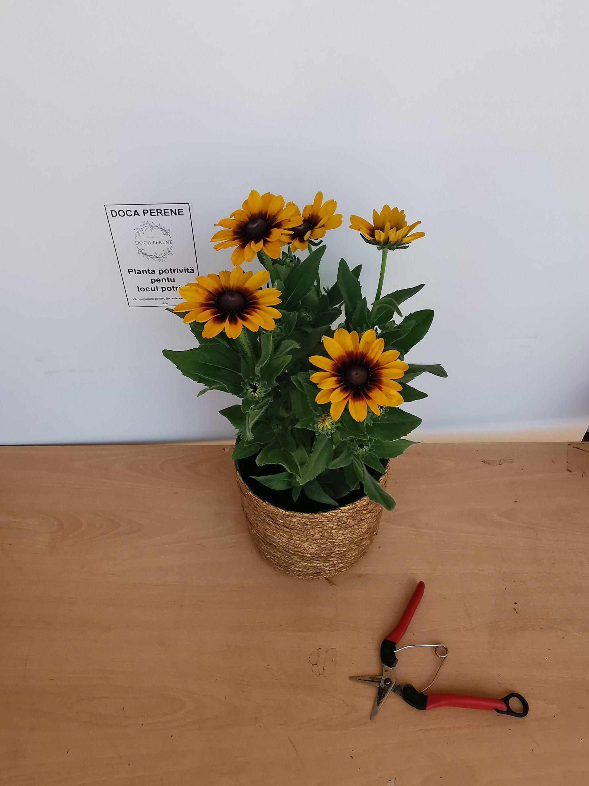 Ruji colorate - Rudbeckia hirta Autumn Colors