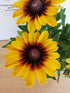 Ruji colorate - Rudbeckia hirta Autumn Colors
