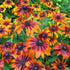Ruji colorate - Rudbeckia hirta Autumn Colors - DocaPerene