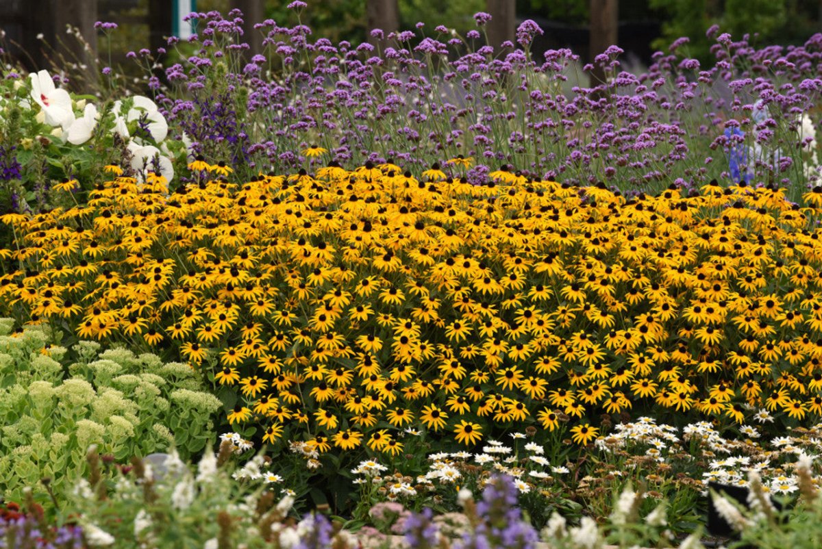 Ruji - Rudbeckia fulgida 'Gold Blitz - DocaPerene