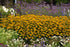 Ruji - Rudbeckia fulgida 'Gold Blitz - DocaPerene