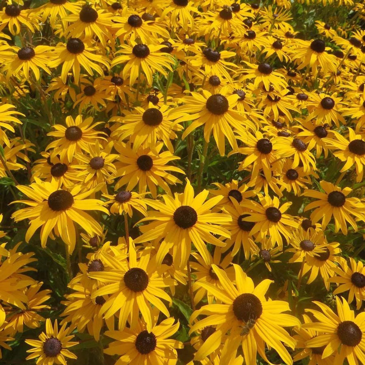 Ruji - Rudbeckia fulgida 'Gold Blitz - DocaPerene
