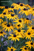 Ruji - Rudbeckia fulgida 'Gold Blitz - DocaPerene