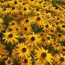 Ruji - Rudbeckia fulgida 'Gold Blitz - DocaPerene