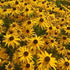 Ruji - Rudbeckia fulgida 'Gold Blitz - DocaPerene