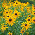 Ruji - Rudbeckia fulgida Goldsturm - DocaPerene