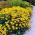 Ruji - Rudbeckia fulgida Goldsturm - DocaPerene