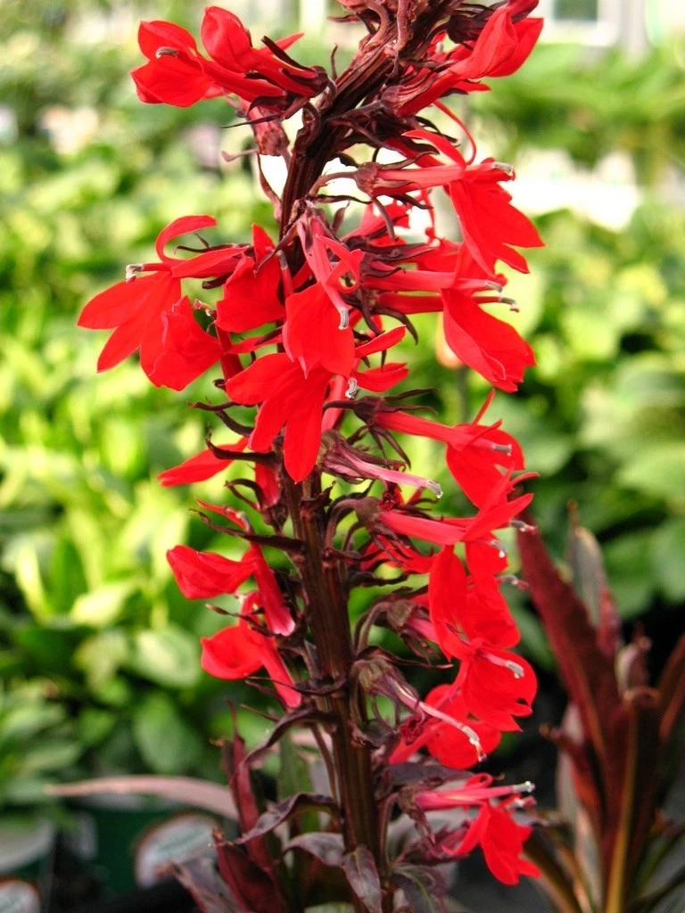 Lobelia perenă - Lobelia fulgens 'Queen Victoria'