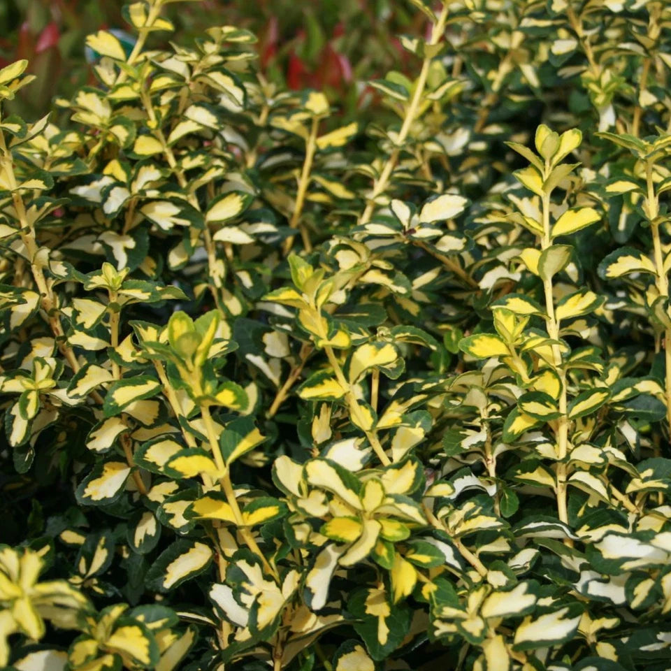 Salbă târâtoare ‘Blondy’ - Euonymus fortunei ‘Blondy’