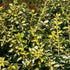 Salbă târâtoare ‘Blondy’ - Euonymus fortunei ‘Blondy’