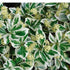 Salba albă - Euonymus fortunei 'Emerald Gaiety' - DocaPerene
