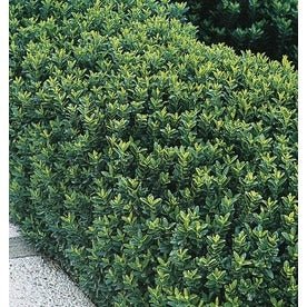 Salbă cu frunze mici - Euonymus microphyllus - DocaPerene