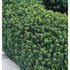 Salbă cu frunze mici - Euonymus microphyllus - DocaPerene