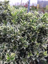 Salbă cu frunze mici - Euonymus microphyllus 'Albovariegatus' - DocaPerene