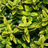 Salbă cu frunze mici - Euonymus microphyllus 'Aureovariegatus' - DocaPerene