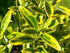 Salbă cu frunze mici - Euonymus microphyllus 'Aureovariegatus' - DocaPerene