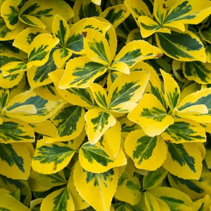 Salba galbenă - Euonymus fortunei 'Emerald'n Gold' - DocaPerene