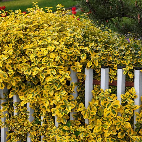 Salba galbenă - Euonymus fortunei 'Emerald'n Gold' - DocaPerene
