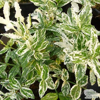 Salba japoneză - Euonymus fortunei 'Harlequin' - DocaPerene