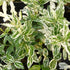 Salba japoneză - Euonymus fortunei 'Harlequin' - DocaPerene