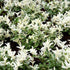 Salba japoneză - Euonymus fortunei 'Harlequin' - DocaPerene