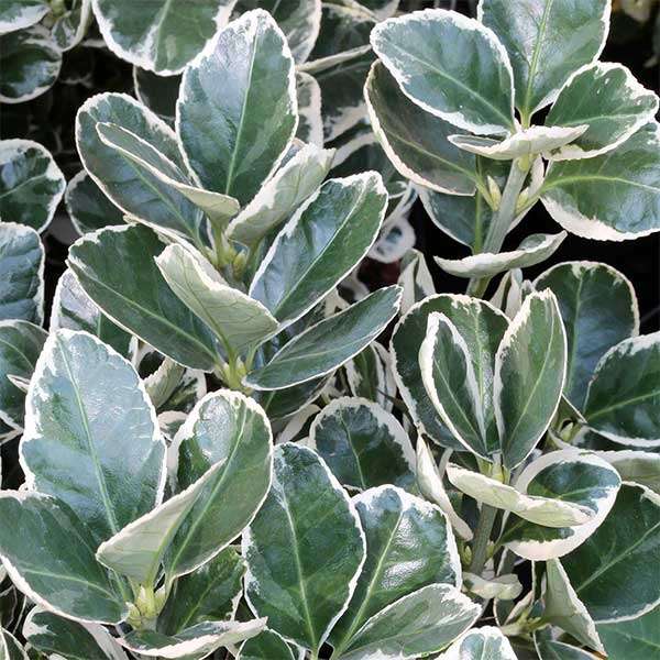 Salbă japoneză - Euonymus japonicus 'Albomarginatus' - DocaPerene