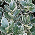 Salbă japoneză - Euonymus japonicus 'Albomarginatus' - DocaPerene