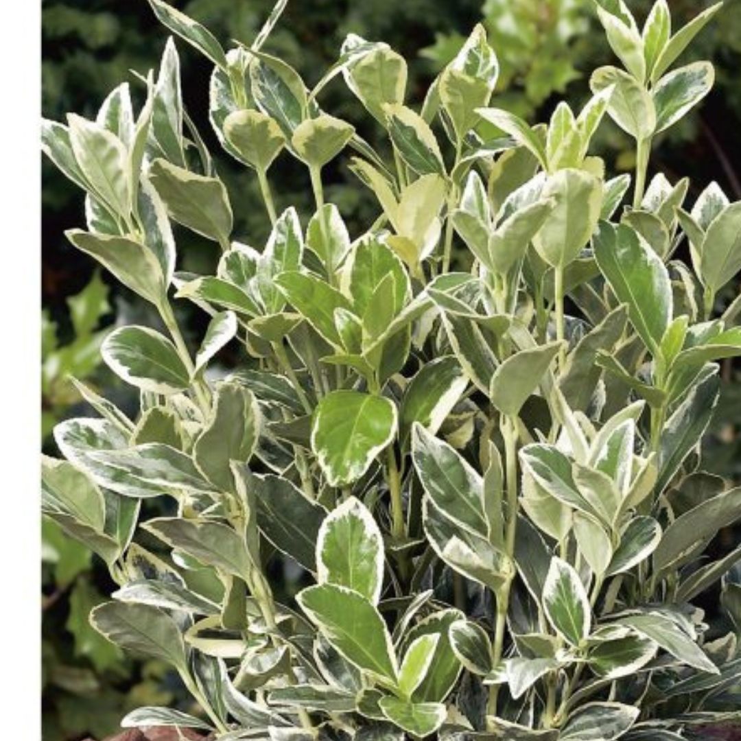 Salbă japoneză - Euonymus japonicus 'Albomarginatus' - DocaPerene