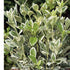 Salbă japoneză - Euonymus japonicus 'Albomarginatus' - DocaPerene