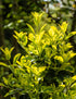 Salbă japoneză - Euonymus japonicus 'Aureomarginata' - DocaPerene
