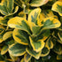 Salbă japoneză - Euonymus japonicus 'Aureomarginata' - DocaPerene