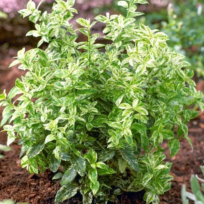 Salba japoneză galbenă - Euonymus fortunei 'Harlequin Gold - DocaPerene