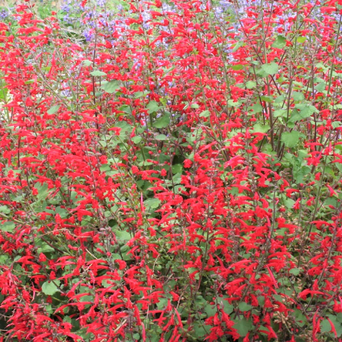 Salvia decorativă - Salvia roemeriana Hot Trumpets - DocaPerene