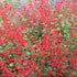 Salvia decorativă - Salvia roemeriana Hot Trumpets - DocaPerene