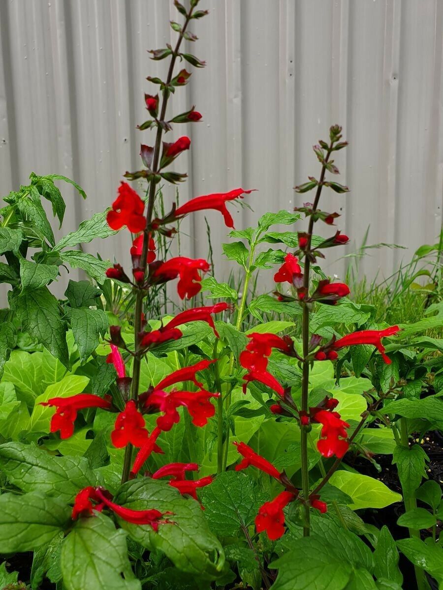 Salvia decorativă - Salvia roemeriana Hot Trumpets - DocaPerene