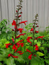 Salvia decorativă - Salvia roemeriana Hot Trumpets - DocaPerene