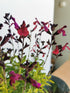 Salvie - Salvia greggii Mirage Burgundy