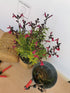 Salvie - Salvia greggii Mirage Burgundy