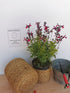 Salvie - Salvia greggii Mirage Burgundy