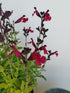 Salvie - Salvia greggii Mirage Burgundy