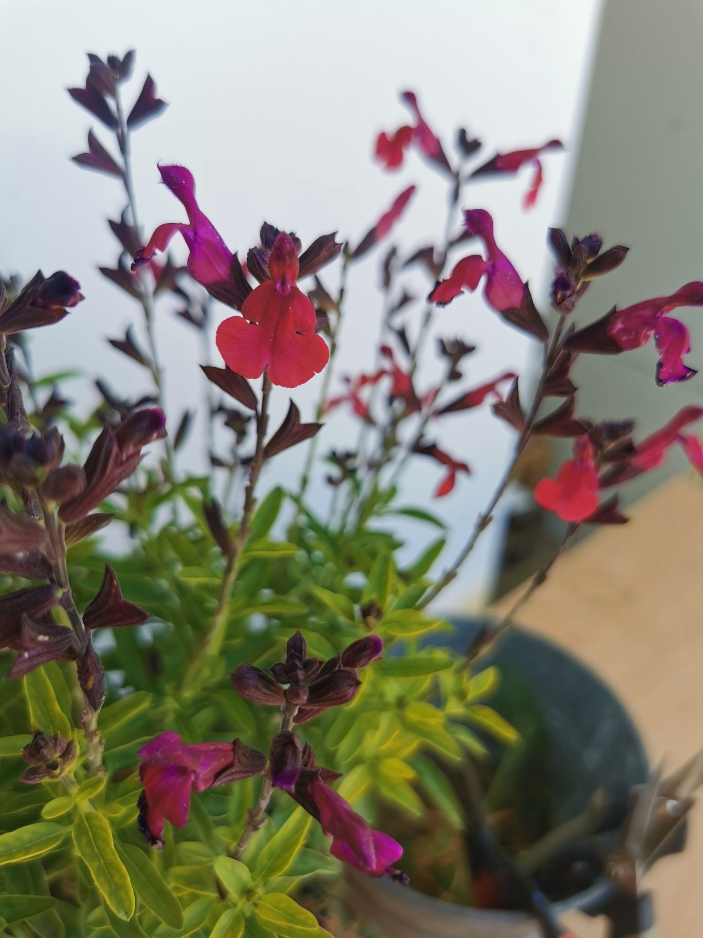 Salvie - Salvia greggii Mirage Burgundy