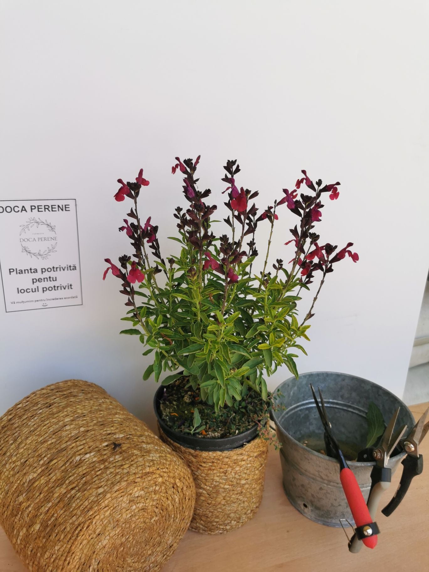 Salvie - Salvia greggii Mirage Burgundy