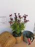 Salvie - Salvia greggii Mirage Burgundy