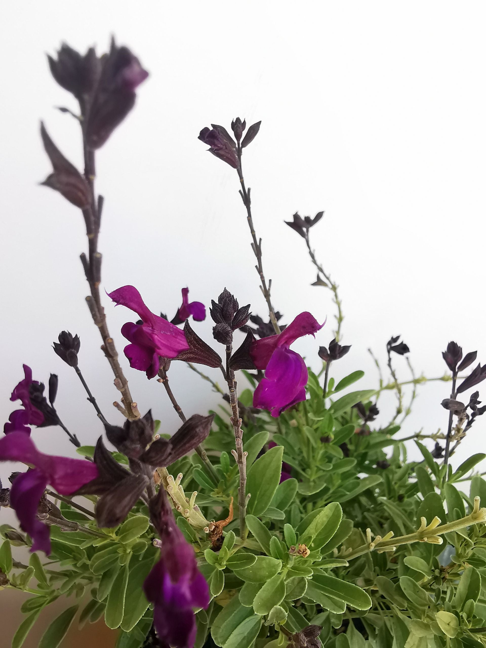 Salvie - Salvia greggii Mirage Deep Purple