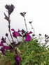 Salvie - Salvia greggii Mirage Deep Purple